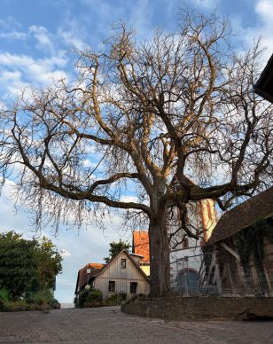 Der Wersauer Kastanienbaum auf dem Pfarrberg im Sommer 2026 - Erstmals ohne Laub