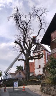 Fällung am 26.08.2026